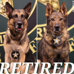 FCSO Announces the Retirements of K-9s Odin and Baro